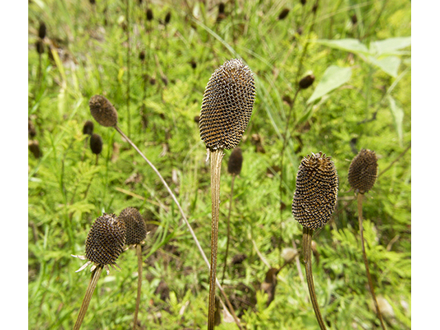 Dracopis amplexicaulis (Clasping coneflower) #26773