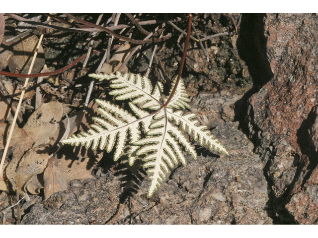 Notholaena standleyi (Star cloak fern) #27641