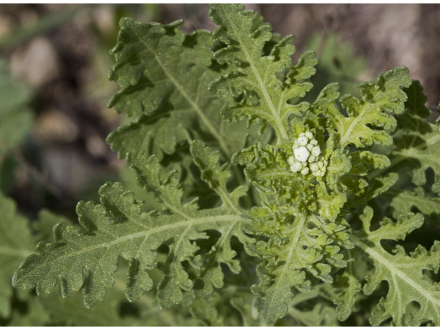 Parthenium confertum (Gray's feverfew) #27649