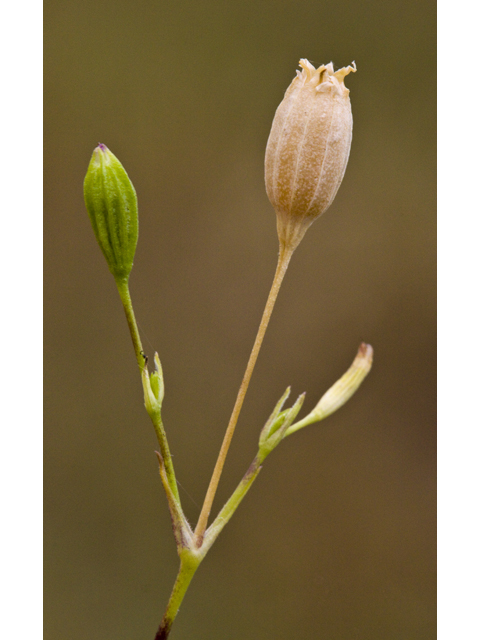 Silene antirrhina (Sleepy silene) #27680