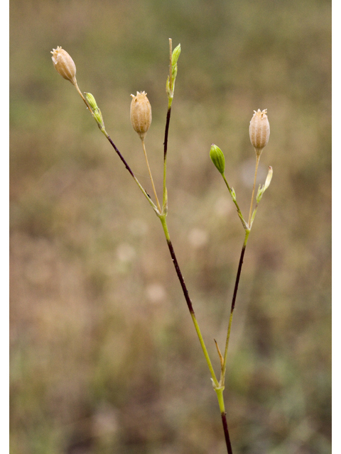 Silene antirrhina (Sleepy silene) #27681