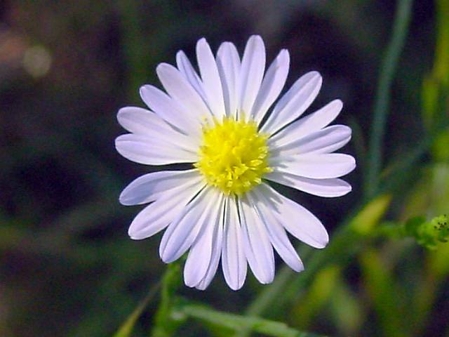 Symphyotrichum subulatum (Eastern annual saltmarsh aster) #19394