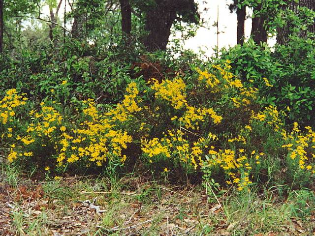 Chrysactinia mexicana (Damianita) #19407