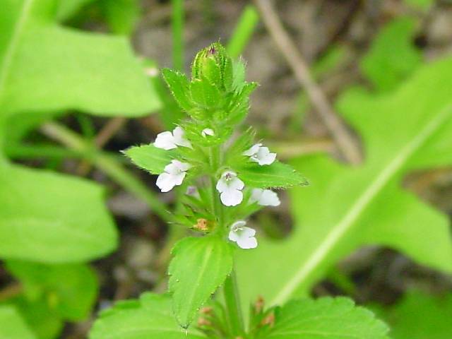 Stachys crenata (Mousesear) #19430