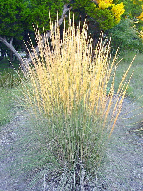 Muhlenbergia lindheimeri (Lindheimer's muhly) #16851