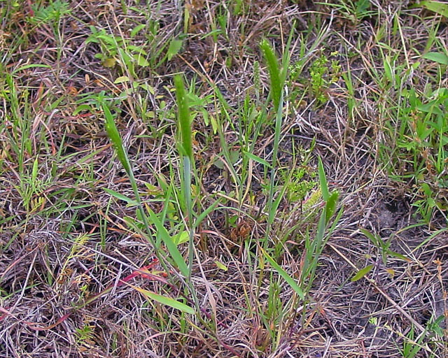 Hordeum pusillum (Little barley) #16884