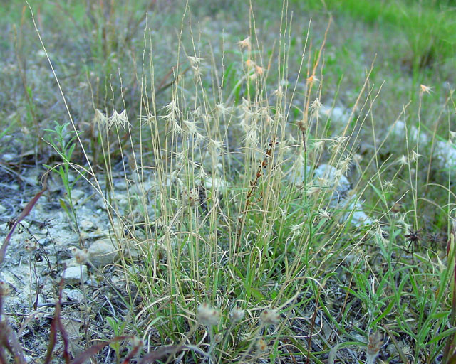 Bouteloua rigidiseta (Texas grama) #16909