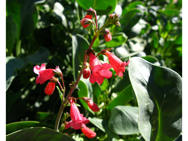 Penstemon wrightii (Wright's penstemon) #28903