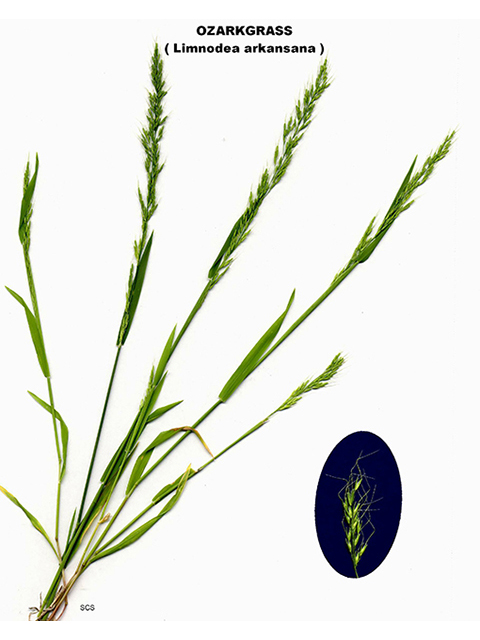 Limnodea arkansana (Ozark grass) #90128
