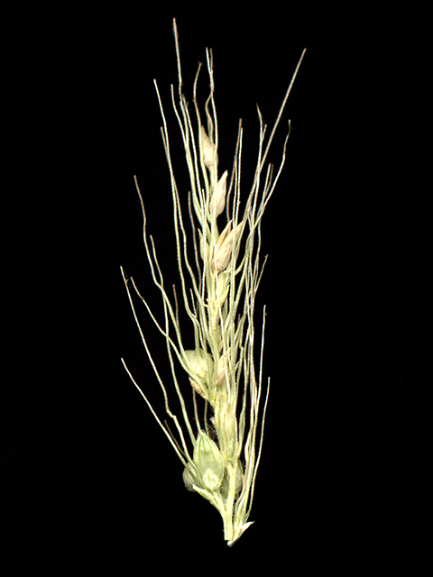 Setaria scheelei (Southwestern bristlegrass) #90176