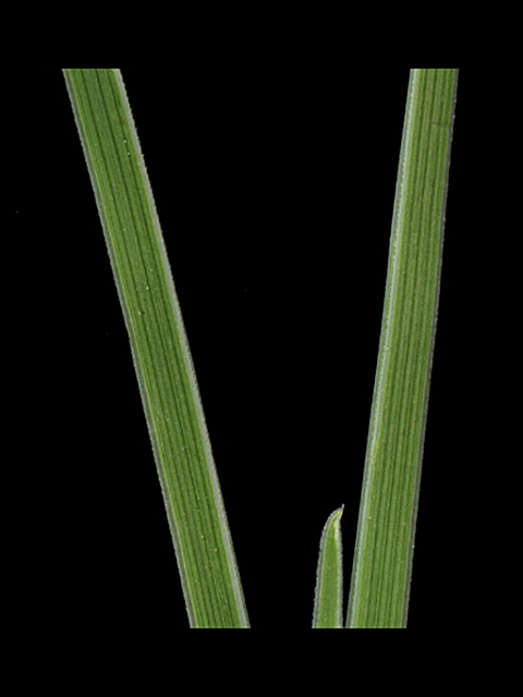 Schedonnardus paniculatus (Tumblegrass) #90206