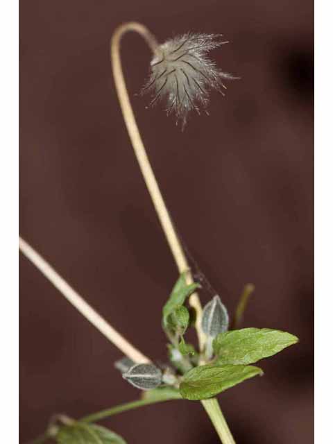 Clematis pitcheri (Purple leatherflower) #33323