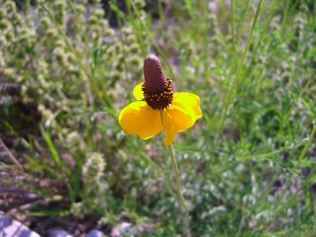 Ratibida columnifera (Mexican hat) #20725