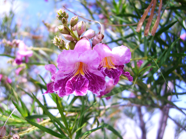 Chilopsis linearis (Desert willow) #20728