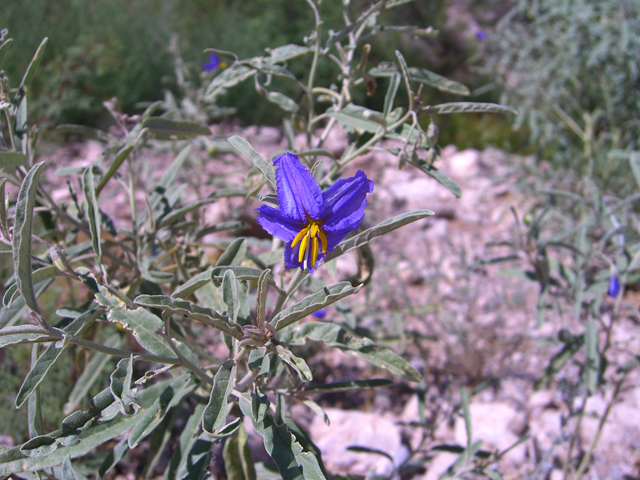 Solanum elaeagnifolium (Silverleaf nightshade) #20745