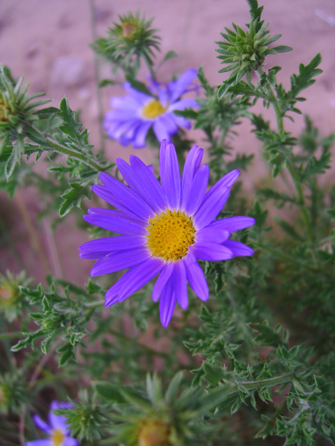 Machaeranthera tanacetifolia (Tahoka daisy) #20755