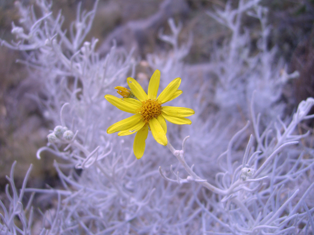 Senecio flaccidus var. flaccidus (Threadleaf ragwort) #20770