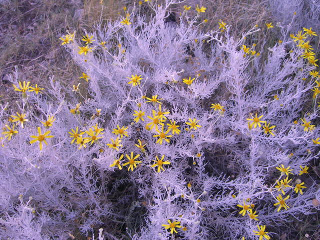 Senecio flaccidus var. flaccidus (Threadleaf ragwort) #20771