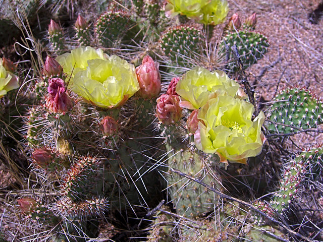 Opuntia polyacantha (Plains prickly pear) #27410