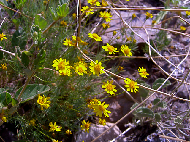 Chrysactinia mexicana (Damianita) #27425