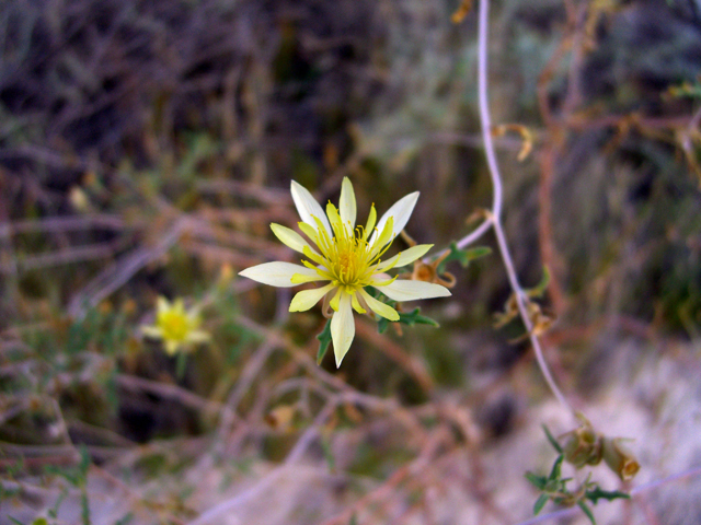 Mentzelia multiflora (Adonis blazingstar) #27451