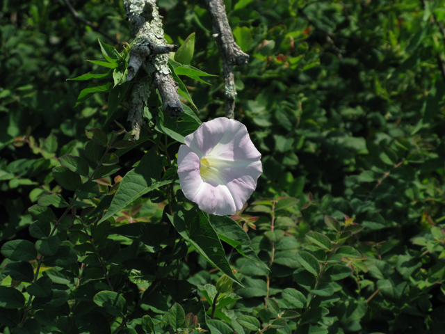 Calystegia sepium (Hedge false bindweed) #27494