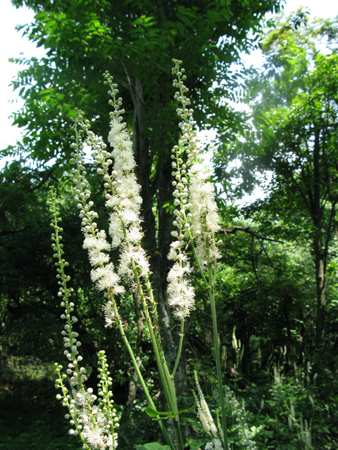 Actaea racemosa var. racemosa (Black cohosh) #27499