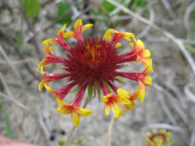 Gaillardia pulchella (Indian blanket) #27539