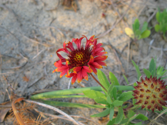 Gaillardia pulchella (Indian blanket) #27542