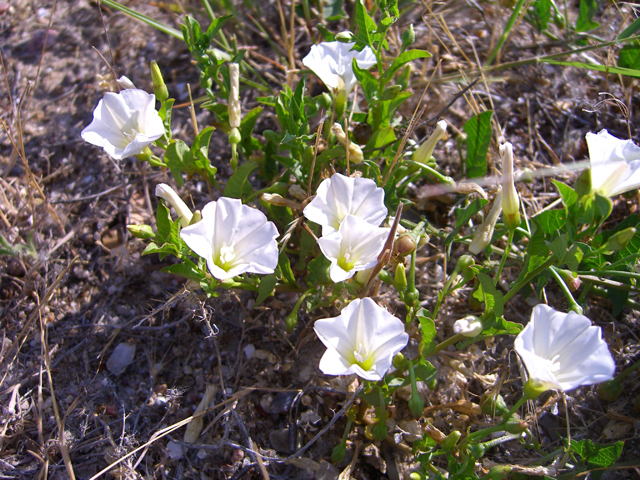 Calystegia macounii (Macoun's false bindweed) #27853