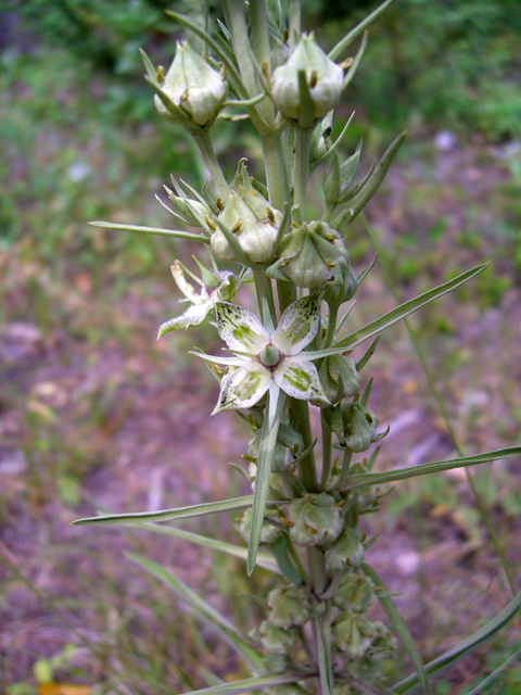 Frasera speciosa (Elkweed) #27872