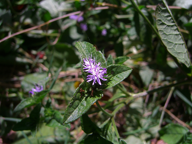 Elephantopus carolinianus (Carolina elephantsfoot) #27882