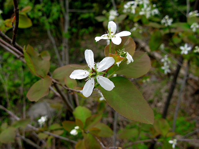 Amelanchier laevis (Allegheny serviceberry) #27901