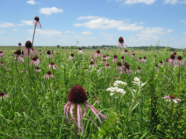 Echinacea pallida (Pale purple coneflower) #28334