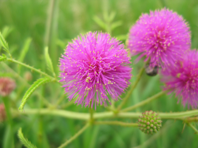 Mimosa nuttallii (Nuttall's sensitive briar) #28374