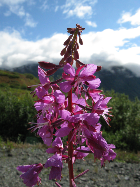 Chamerion angustifolium ssp. angustifolium (Fireweed) #30411