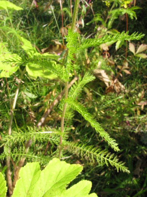 Achillea millefolium var. borealis (Boreal yarrow) #30413