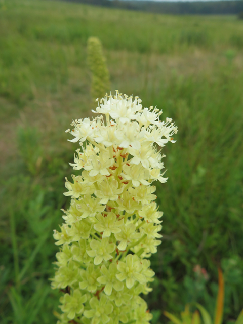 Amianthium muscitoxicum (Fly poison) #77087