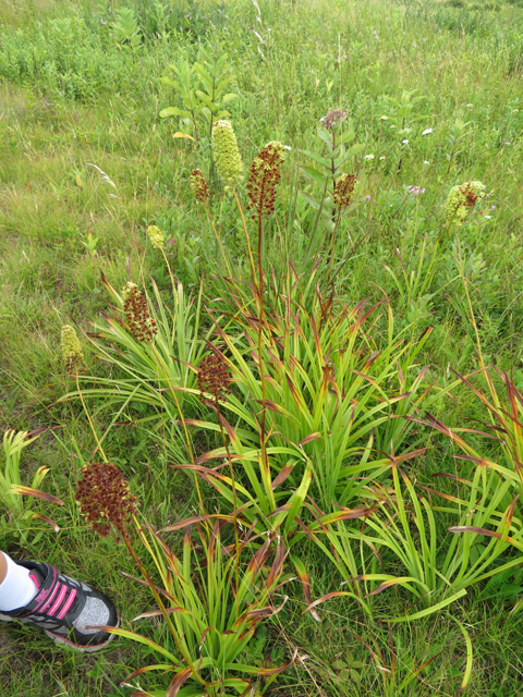 Amianthium muscitoxicum (Fly poison) #77088