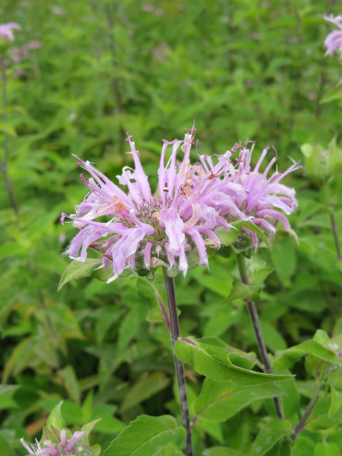 Monarda fistulosa (Wild bergamot) #77101