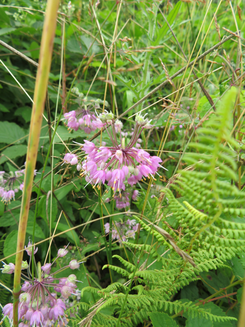 Allium cernuum (Nodding onion) #77103