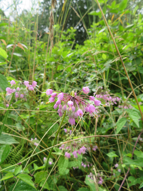 Allium cernuum (Nodding onion) #77104