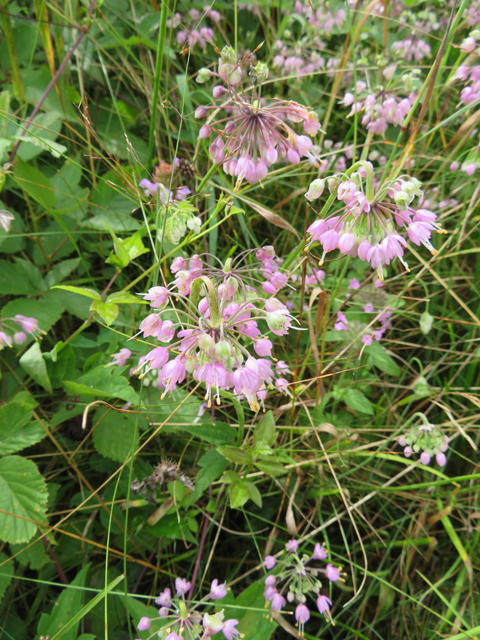 Allium cernuum (Nodding onion) #77108