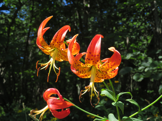 Lilium superbum (Turk's-cap lily) #77130