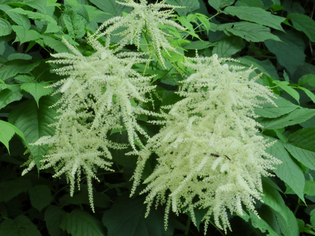 Aruncus dioicus (Bride's feathers) #77158