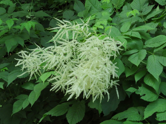 Aruncus dioicus (Bride's feathers) #77163