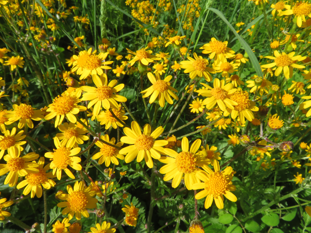 Packera aurea (Golden groundsel) #77207