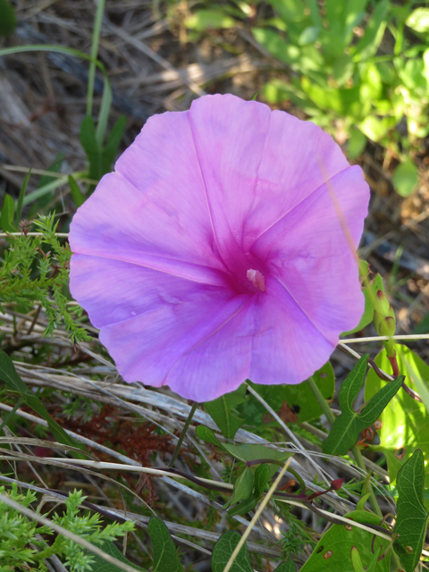 Ipomoea sagittata (Saltmarsh morning-glory) #77269