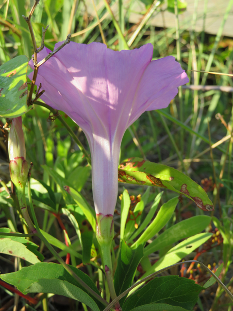 Ipomoea sagittata (Saltmarsh morning-glory) #77272