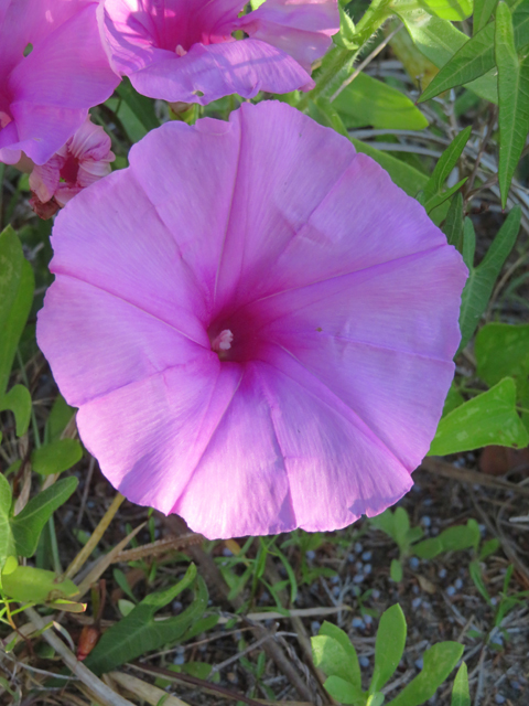 Ipomoea sagittata (Saltmarsh morning-glory) #77275